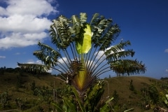 Pianta di Ravinala